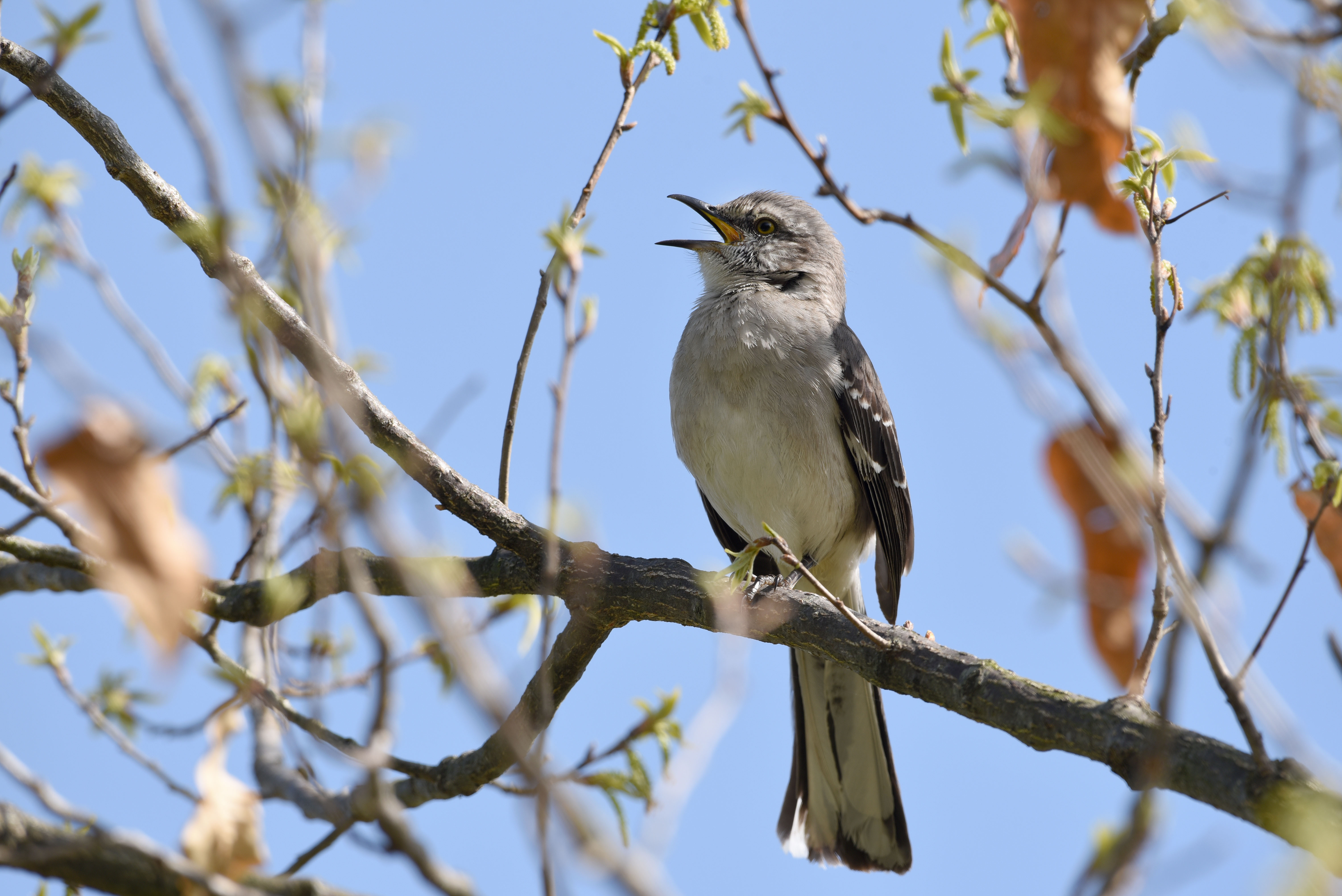 A Northern Mockingbird sings in a tree.